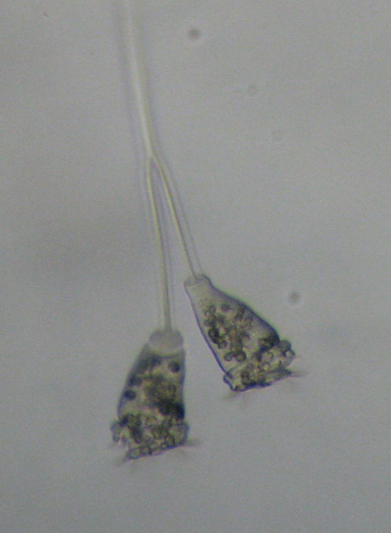 Microscopia delle spiagge adriatiche